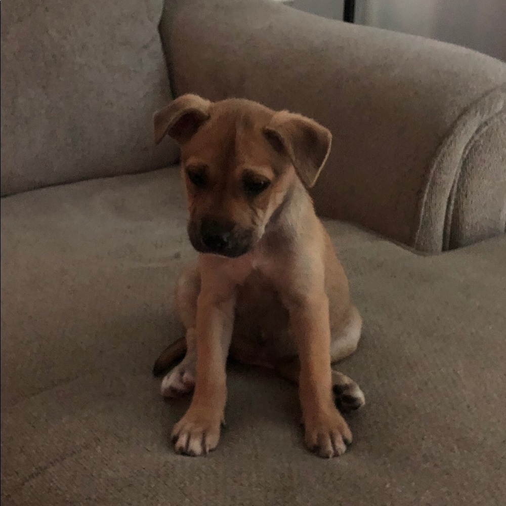 Meet your Posher, Harper